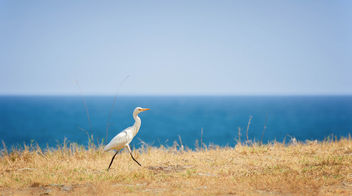 Walking in the Afternoon - image gratuit #337225